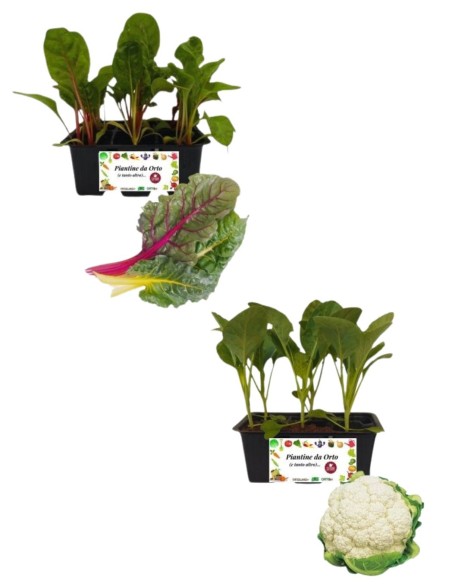 Broccolo Verona Medio Precoce + Costa Arcobaleno