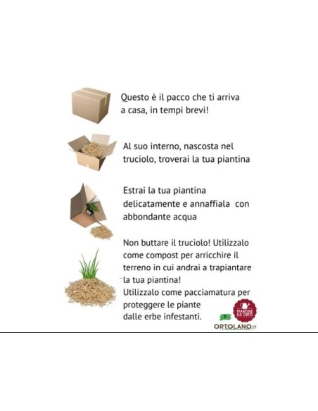 Broccolo Verona Medio Precoce + Costa Arcobaleno