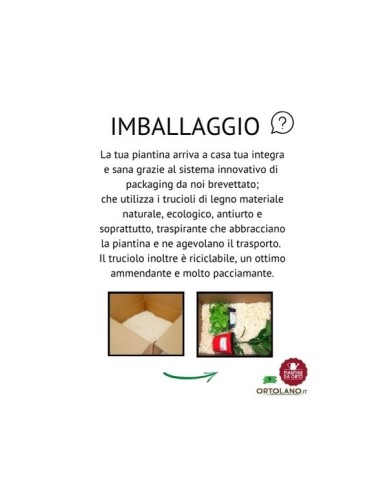 Broccolo Verona Medio Precoce + Costa Arcobaleno