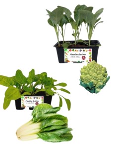Cavolfiore Romanesco + Erbette