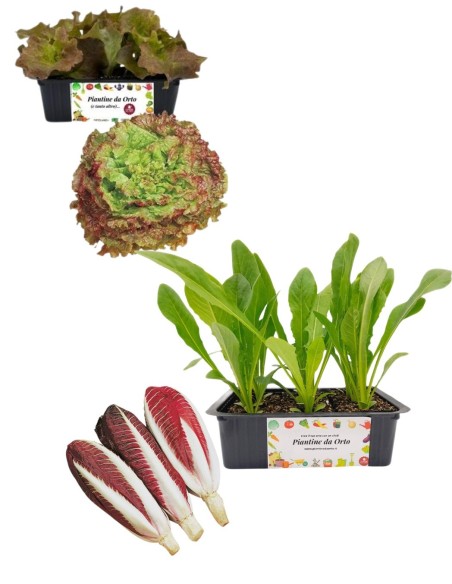 Radicchio Treviso + Lattuga Trentina