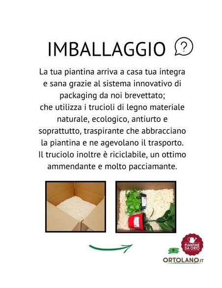 Cavolo cinese pack da 6 piante