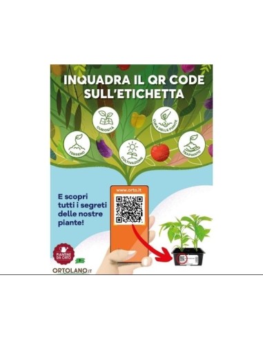Box Cavoli Colorati – 36 Piantine
