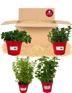 Box Balcone della Menta