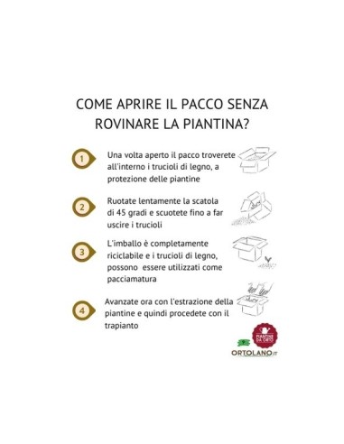 Box Balcone della Menta
