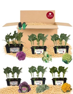Box Cavoli Colorati – 36 Piantine
