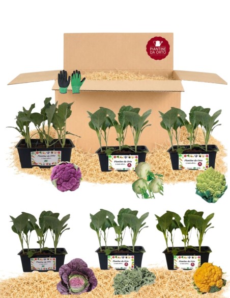 Box Cavoli Colorati – 36 Piantine