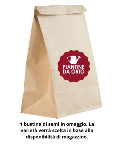 Bustina semi