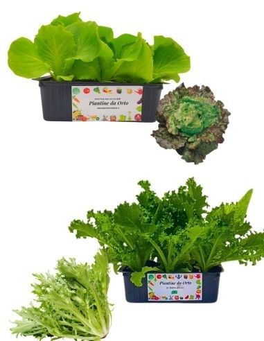 Lattuga Canasta + Indivia Riccia