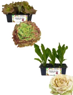Radicchio Castelfranco + Lattuga Trentina
