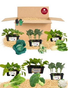 Box Minestrone d'Inverno – 36 Piantine