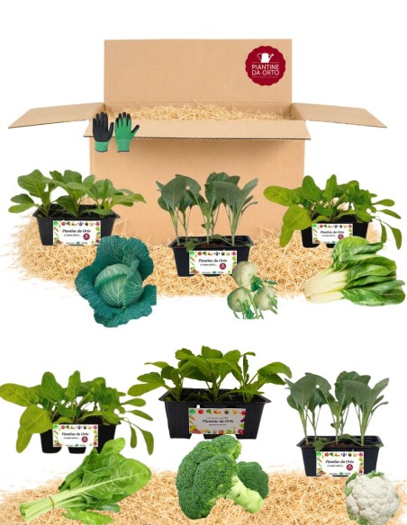 Box Minestrone d'Inverno – 36 Piantine