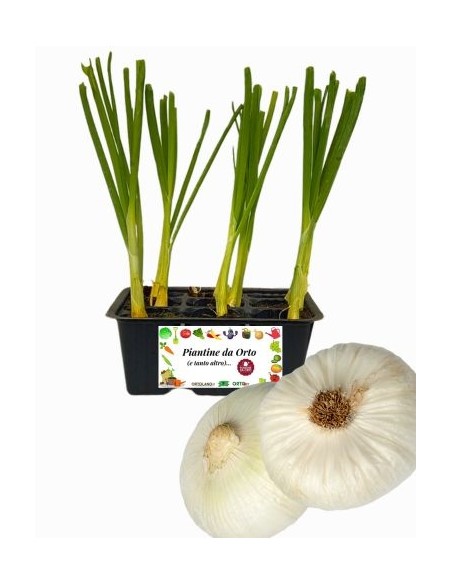 CIPOLLA BIANCA PIATTA pack da 9 piante