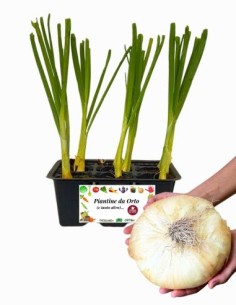 Cipolla giarratana pack da 9 piante