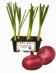 CIPOLLA ROSSA PIATTA pack da 9 piante