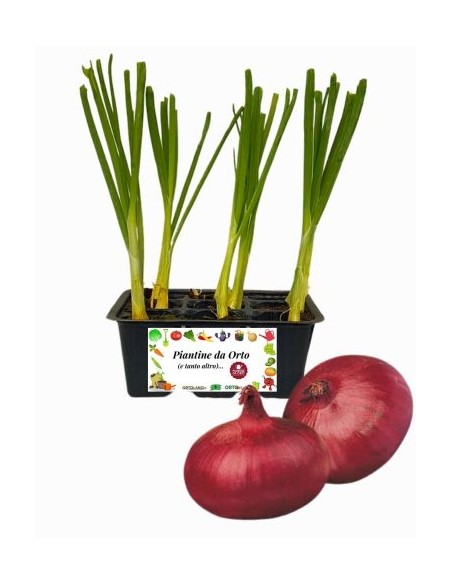 CIPOLLA ROSSA PIATTA pack da 9 piante