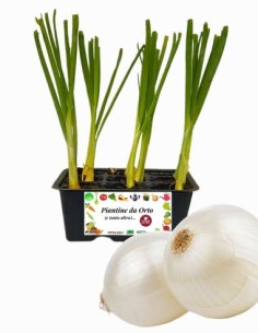 Cipolla bianca pack da 9 piante