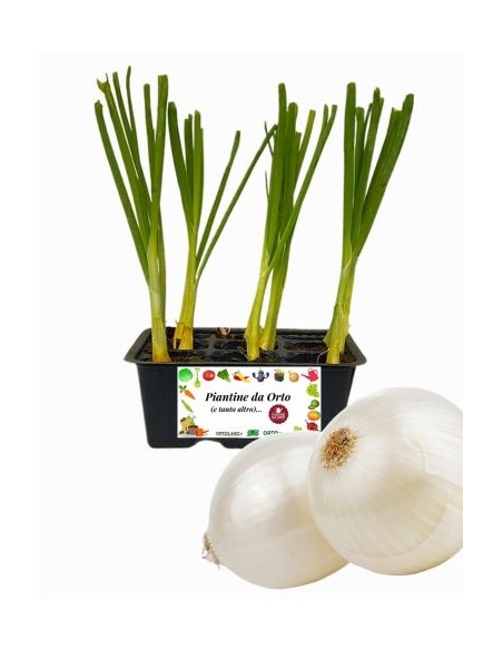 Cipolla bianca pack da 9 piante
