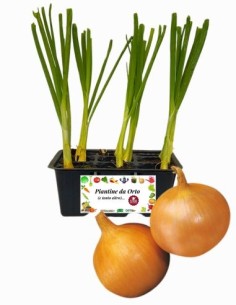 Cipolla dorata pack da 9 piante