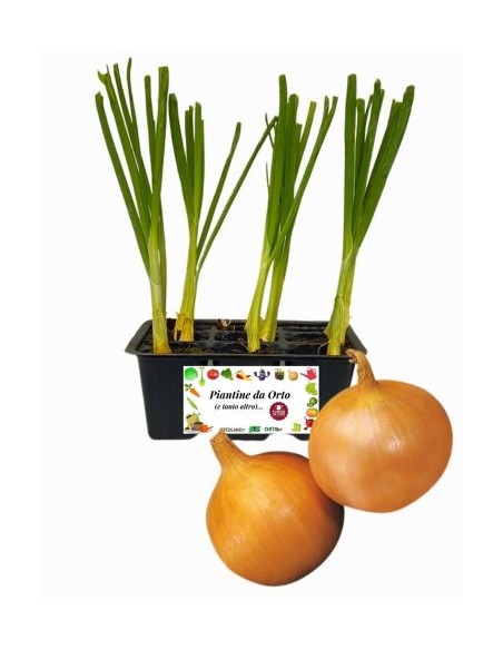Cipolla dorata pack da 9 piante