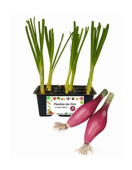 Cipolla rossa fiascona pack da 9 piante