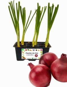 Cipolla rossa pack da 9 piante