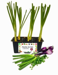 Cipollotto Rosso pack da 9 piantine