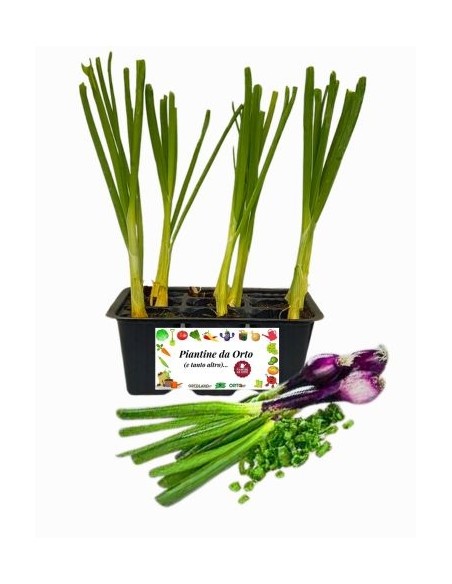 Cipollotto Rosso pack da 9 piantine