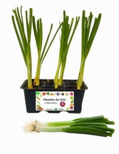 Cipollotto bianco pack da 9 piantine