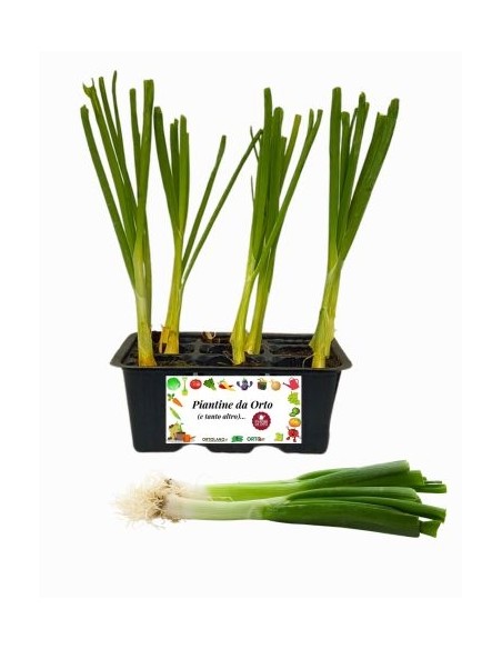 Cipollotto bianco pack da 9 piantine
