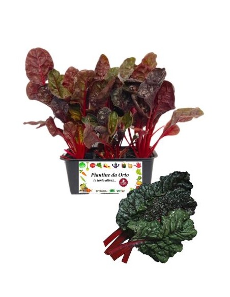 Costa rossa pack da 6 piante