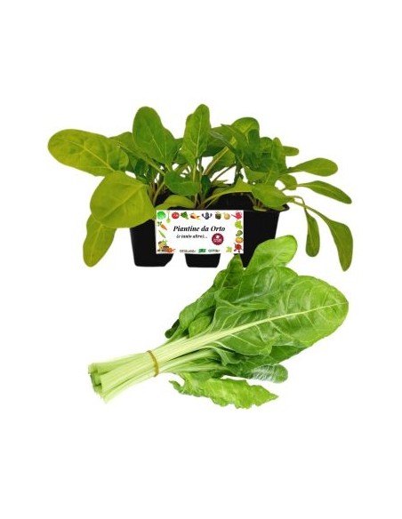 Erbette pack da 6 piante