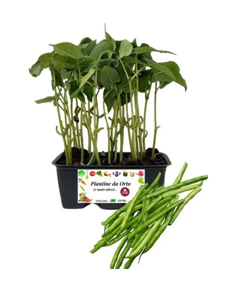 Fagiolino pack da 6 piante