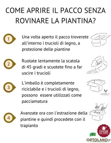 Fagiolino pack da 6 piante