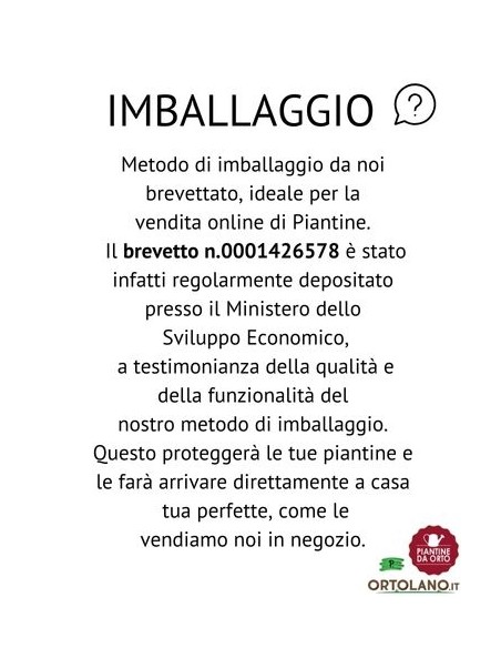 Fagiolo borlotto pack da 6 piante