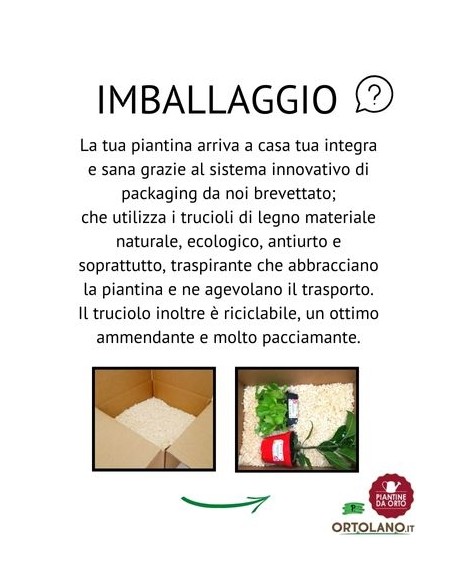 Fagiolo borlotto pack da 6 piante