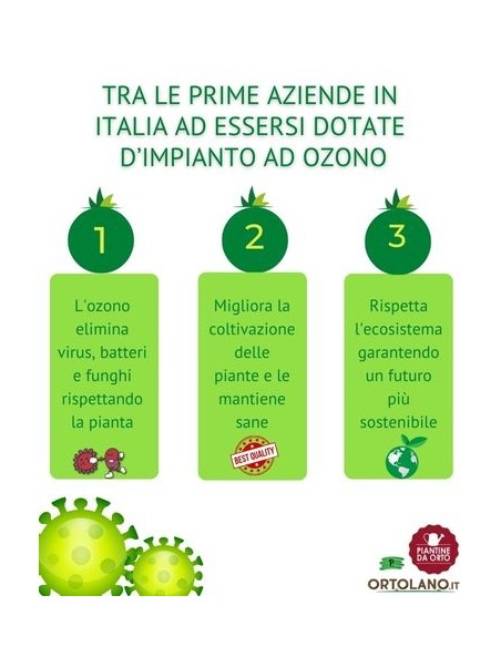 Fagiolo borlotto pack da 6 piante
