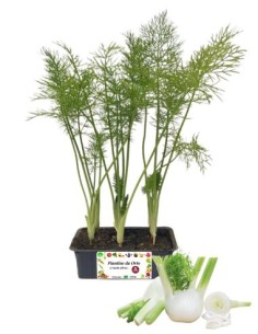 Finocchio pack da 9 piante