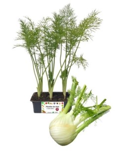 Finocchio medio precoce pack da 9 piante