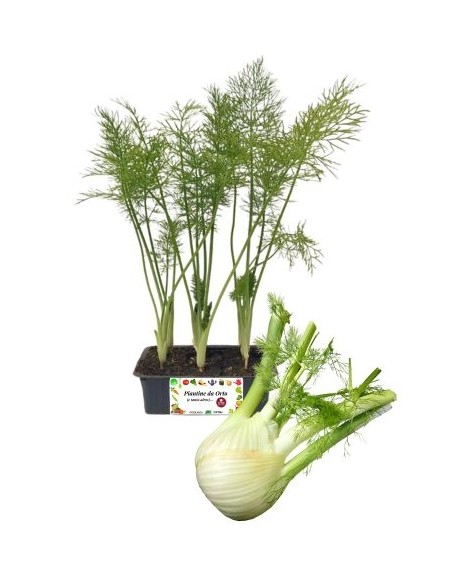 Finocchio medio precoce pack da 9 piante