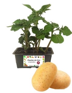Patata pack da 4 piante