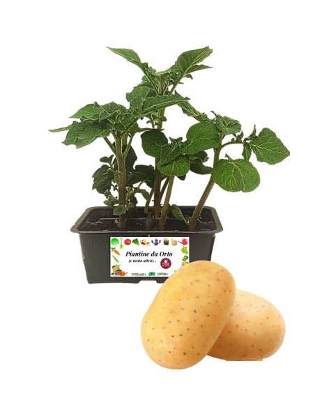 Patata pack da 4 piante