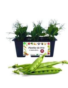 Pisello pack da 6 piante