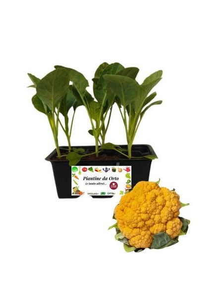 Cavolfiore Arancio pack da 6 piantine