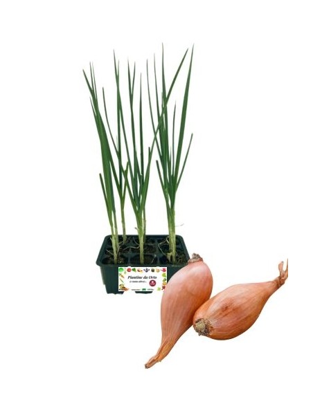 Scalogno pack da 9 piante