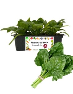 Spinacio pack da 9 piante