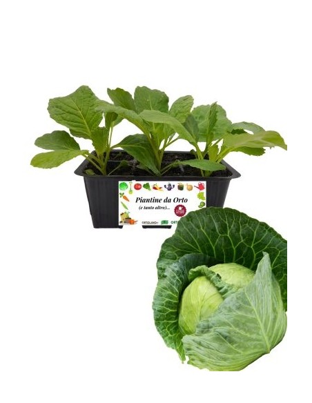 Cavolo verza invernale pack da 6 piante