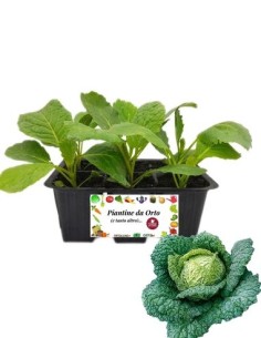 Cavolo verza precoce pack da 6 piante