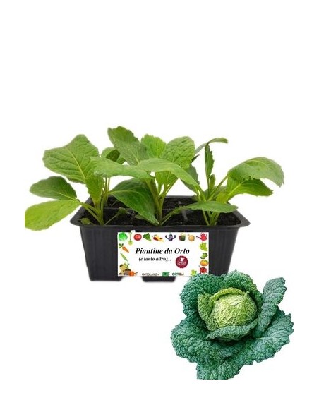 Cavolo verza precoce pack da 6 piante