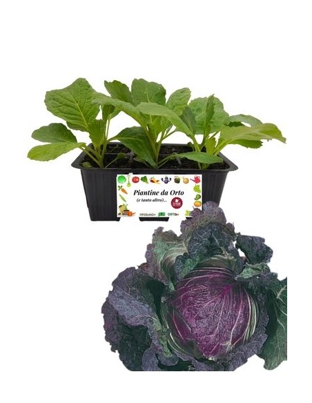 Cavolo verza san michele pack da 6 piante